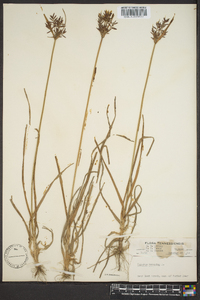 Cyperus rotundus image