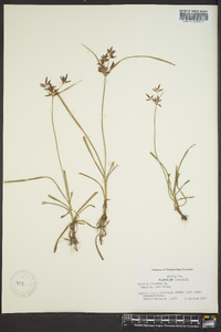 Cyperus rotundus image