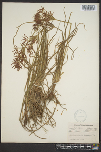 Cyperus rotundus image