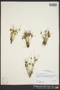 Cyperus squarrosus image