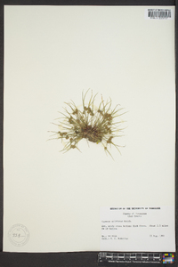 Cyperus squarrosus image