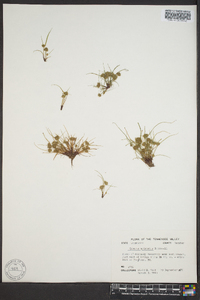 Cyperus squarrosus image