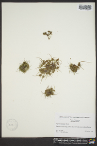 Cyperus squarrosus image