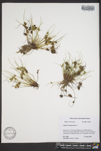 Cyperus squarrosus image