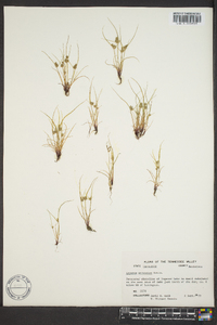 Cyperus squarrosus image