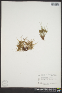 Cyperus squarrosus image