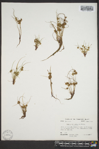 Cyperus squarrosus image