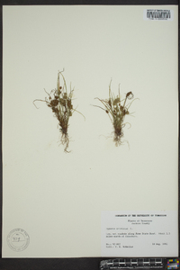 Cyperus squarrosus image