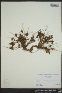 Cyperus squarrosus image