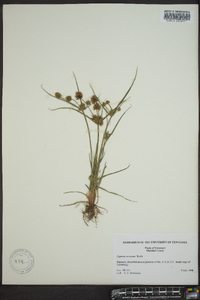 Cyperus squarrosus image