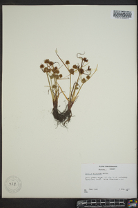 Cyperus squarrosus image