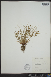 Cyperus squarrosus image