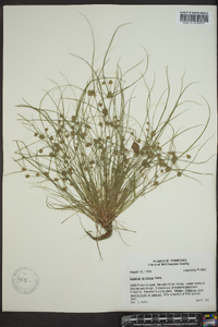 Cyperus squarrosus image