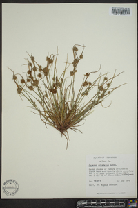 Cyperus squarrosus image