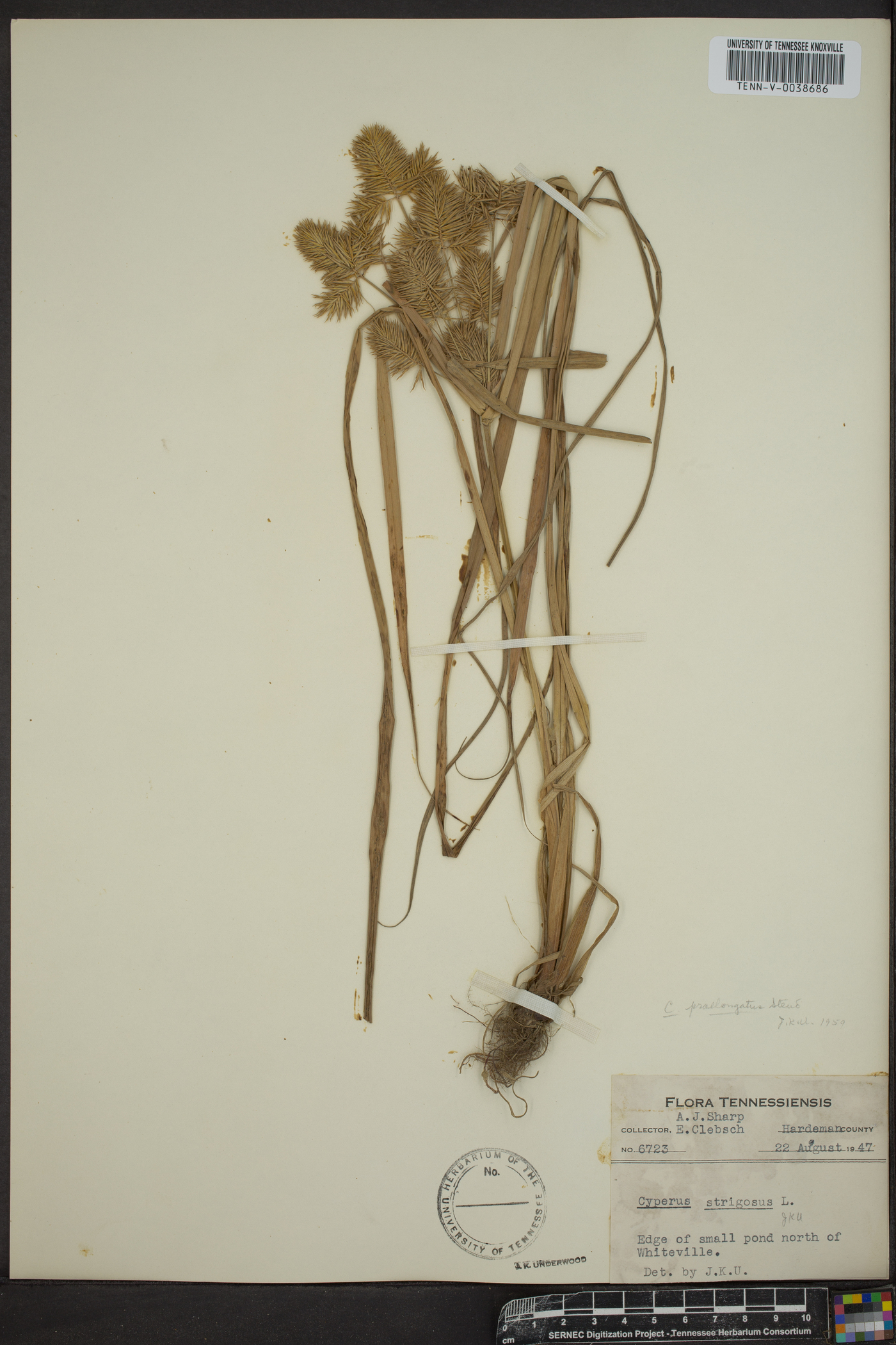 Cyperus setiger image