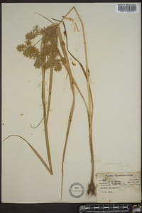 Cyperus setiger image