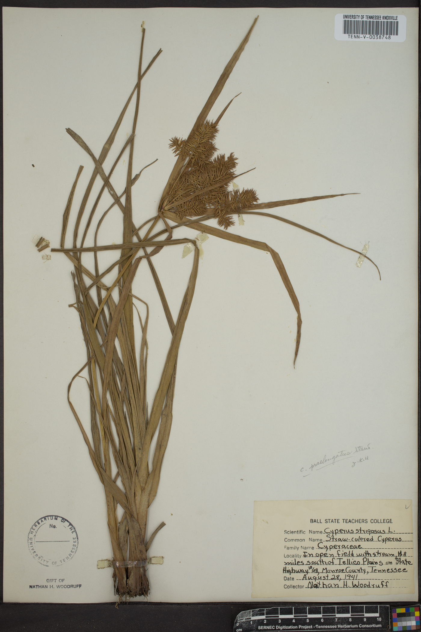 Cyperus setiger image