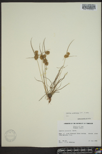 Cyperus acuminatus image