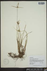 Cyperus aggregatus image