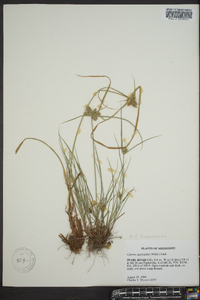 Cyperus aggregatus image