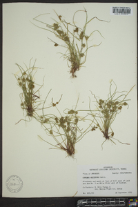 Cyperus squarrosus image