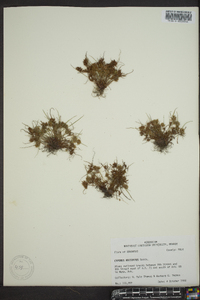 Cyperus squarrosus image