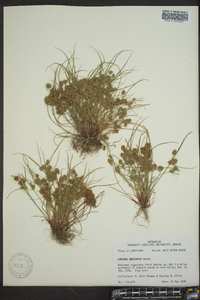 Cyperus squarrosus image