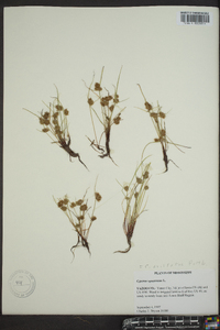 Cyperus squarrosus image