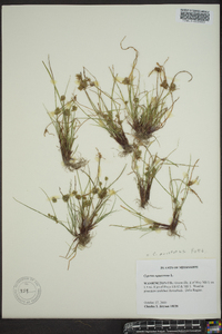 Cyperus squarrosus image