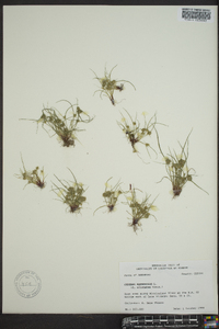 Cyperus squarrosus image