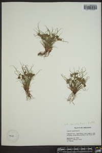 Cyperus squarrosus image