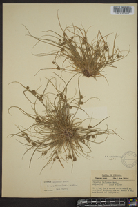 Cyperus squarrosus image