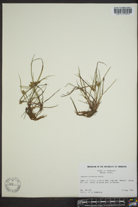 Cyperus squarrosus image