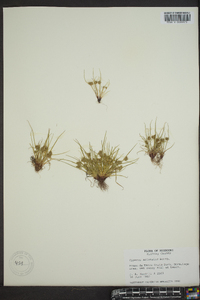 Cyperus squarrosus image