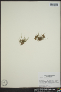 Cyperus squarrosus image