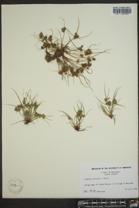 Cyperus squarrosus image