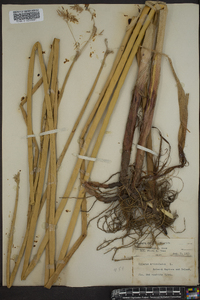 Cyperus articulatus image