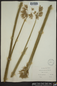 Cyperus articulatus image
