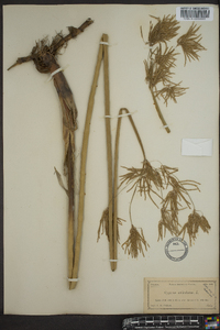 Cyperus articulatus image