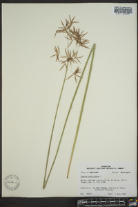 Cyperus articulatus image