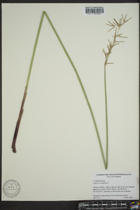 Cyperus articulatus image