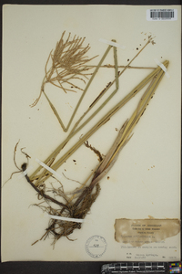 Cyperus articulatus image