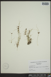 Cyperus bipartitus image