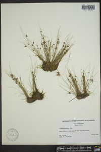 Cyperus bipartitus image