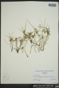 Cyperus compressus image