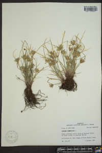 Cyperus compressus image