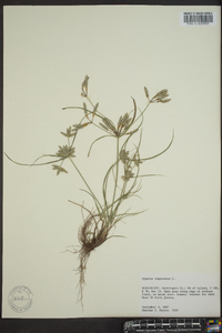 Cyperus compressus image