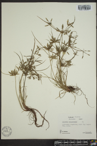 Cyperus compressus image