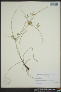 Cyperus compressus image