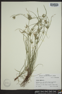 Cyperus compressus image